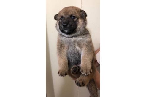 成約済の山梨県の柴犬-81745の4枚目