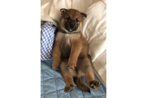 成約済の山梨県の柴犬-81745の3枚目