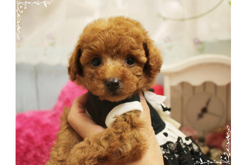 成約済の岡山県のタイニープードル-81746の10枚目