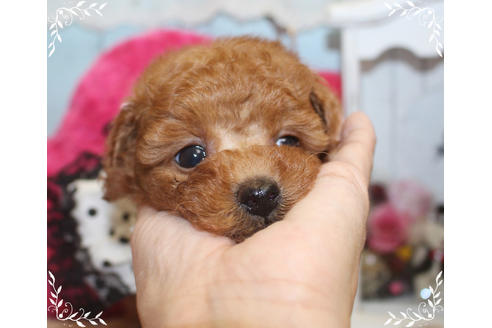 成約済の岡山県のタイニープードル-81746の9枚目