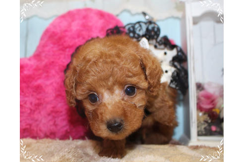 成約済の岡山県のタイニープードル-81746の8枚目