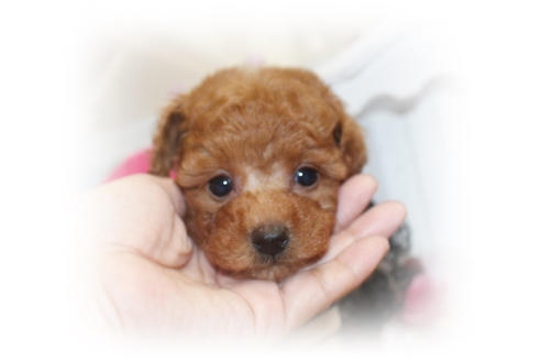 成約済の岡山県のタイニープードル-81746の7枚目