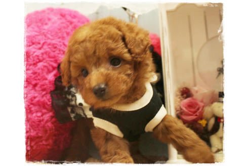 成約済の岡山県のタイニープードル-81746の6枚目