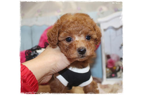 成約済の岡山県のタイニープードル-81746の5枚目