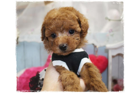 成約済の岡山県のタイニープードル-81746の4枚目