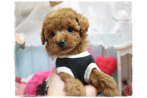 成約済の岡山県のタイニープードル-81746の3枚目