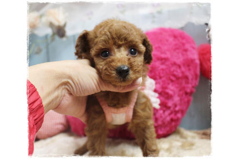 成約済の岡山県のタイニープードル-81748の11枚目