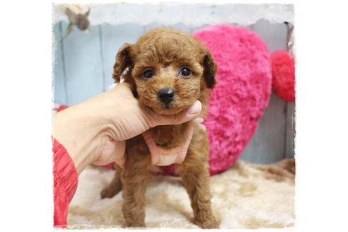 成約済の岡山県のタイニープードル-81748の10枚目