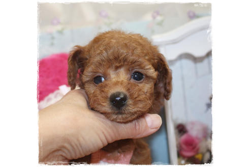 成約済の岡山県のタイニープードル-81748の9枚目