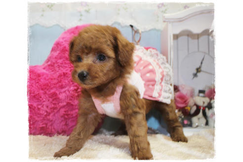 成約済の岡山県のタイニープードル-81748の8枚目