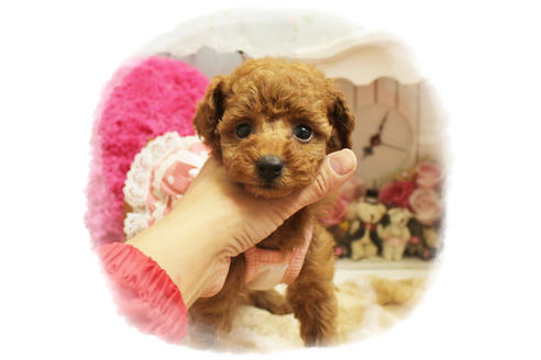 成約済の岡山県のタイニープードル-81748の7枚目