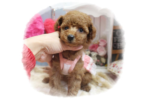 成約済の岡山県のタイニープードル-81748の6枚目