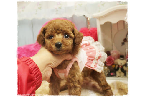 成約済の岡山県のタイニープードル-81748の5枚目