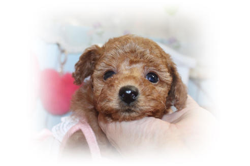 成約済の岡山県のタイニープードル-81748の3枚目