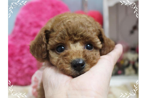 成約済の岡山県のタイニープードル-81748の2枚目