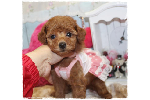 成約済の岡山県のタイニープードル-81748の1枚目