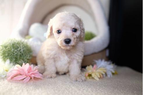 成約済の滋賀県のトイプードル-81093の1枚目