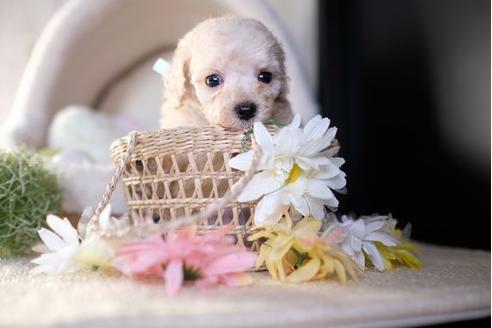 成約済の滋賀県のトイプードル-81093の5枚目