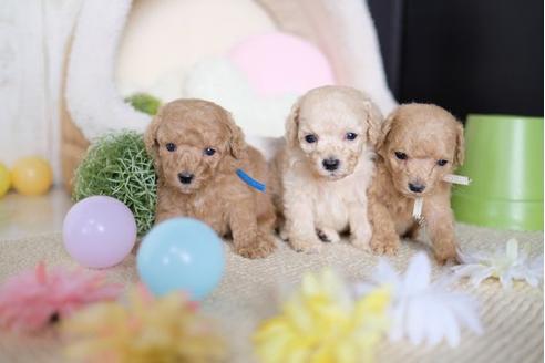 成約済の滋賀県のトイプードル-81093の4枚目