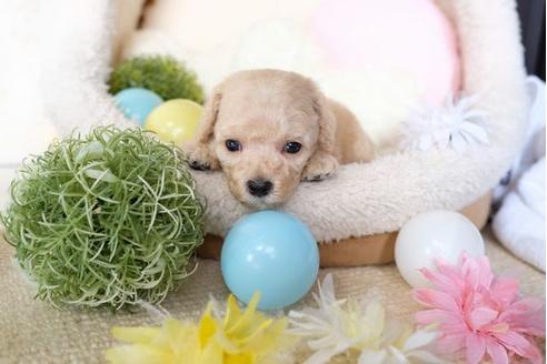 成約済の滋賀県のトイプードル-81093の3枚目