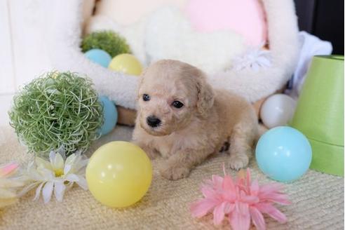 成約済の滋賀県のトイプードル-81093の2枚目