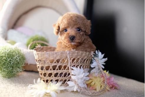 成約済の滋賀県のトイプードル-81145の1枚目