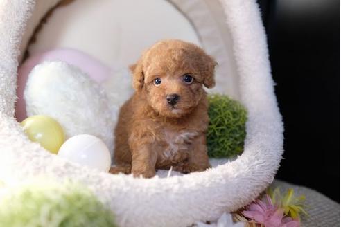 成約済の滋賀県のトイプードル-81145の5枚目