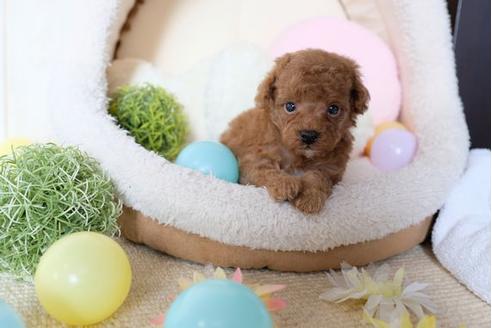 成約済の滋賀県のトイプードル-81145の3枚目