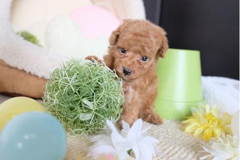 成約済の滋賀県のトイプードル-81145の2枚目