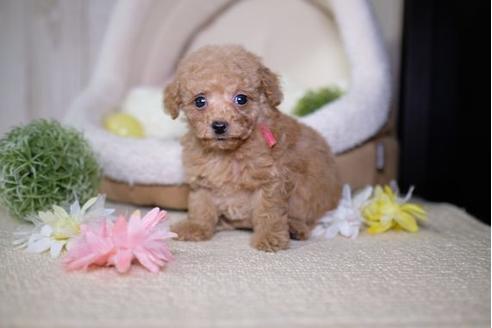成約済の滋賀県のトイプードル-81147の1枚目