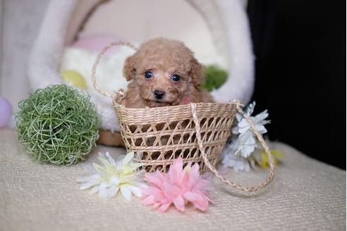 成約済の滋賀県のトイプードル-81147の5枚目