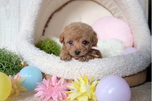 成約済の滋賀県のトイプードル-81147の3枚目