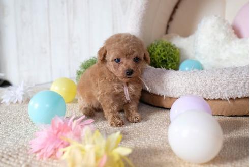 成約済の滋賀県のトイプードル-81147の2枚目