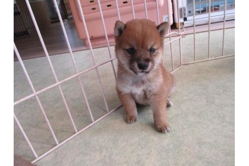 成約済の岡山県の豆柴-81800の5枚目