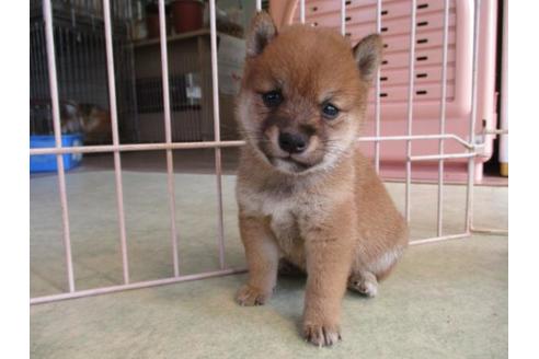 成約済の岡山県の豆柴-81800の3枚目