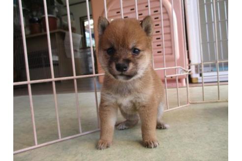 成約済の岡山県の豆柴-81800の2枚目