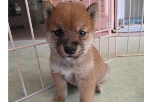 成約済の岡山県の豆柴-81800