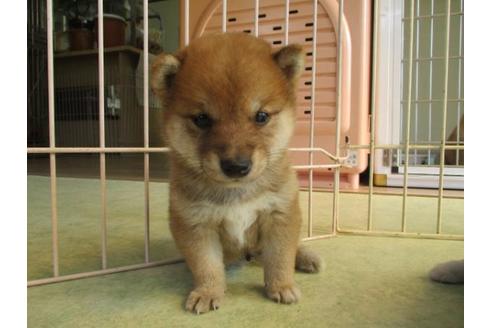 成約済の岡山県の豆柴-81801の4枚目