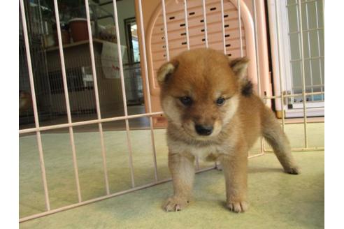 成約済の岡山県の豆柴-81801の3枚目