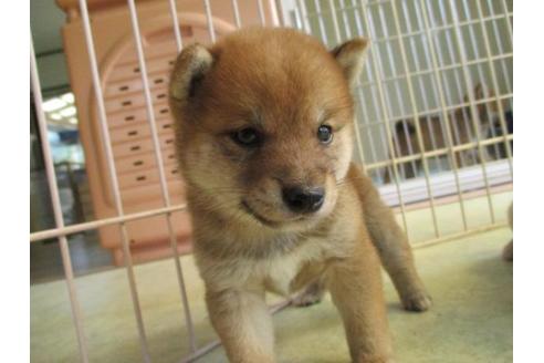 成約済の岡山県の豆柴-81801の2枚目