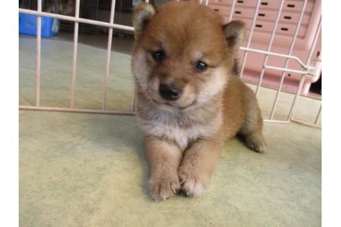 成約済の岡山県の豆柴-81801