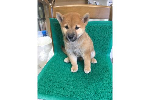 成約済の広島県の柴犬-81808の1枚目