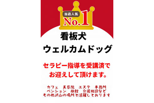 成約済の秋田県のマルプー:マルチーズ×トイプードル-81823の13枚目