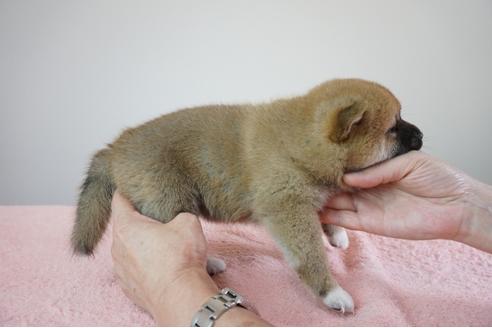 成約済の奈良県の柴犬-81826の3枚目