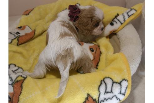 成約済の埼玉県のキャバリアキングチャールズスパニエル-80833の5枚目