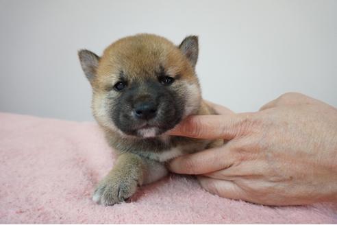 成約済の奈良県の柴犬-81827の5枚目