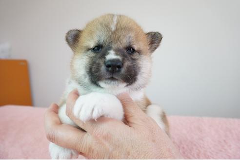 成約済の奈良県の柴犬-81828の1枚目