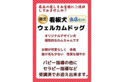 成約済の秋田県のミックス犬-81675の4枚目