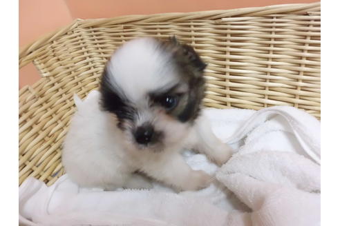 成約済の京都府のミックス犬-79726