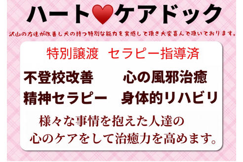成約済の秋田県のミックス犬-80354の6枚目